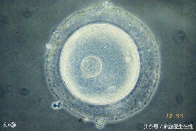 上海高薪代妈-上海借卵子怀孕要求-上海地下供卵试管